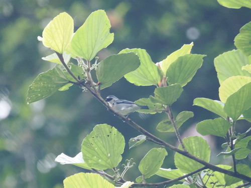 Grey-and-gold Tanager (Poecilostreptus palmeri), photo 7