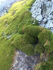 Bryophyta