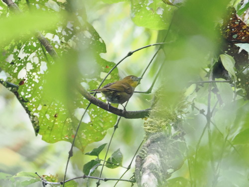 Yellow-throated Chlorospingus (Chlorospingus flavigularis)