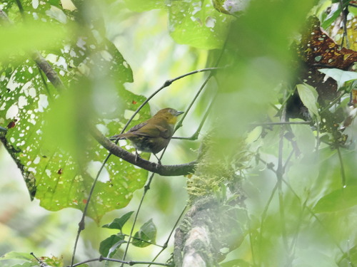 Yellow-throated Chlorospingus (Chlorospingus flavigularis), photo 2