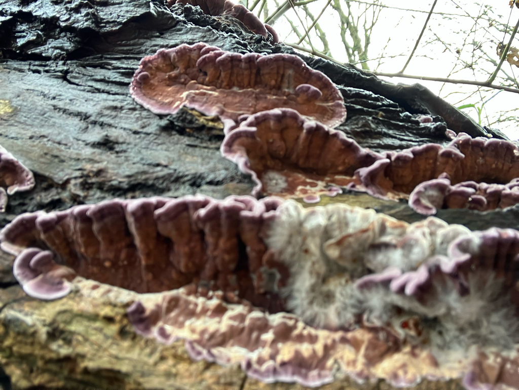 Chondrostereum purpureum · January 2026 · photo: © adam24061 (iNaturalist, cc-by)
