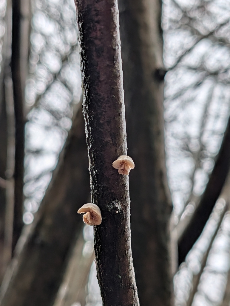 Crepidotus · January 2026 · photo: © heather-hyfae (iNaturalist, cc-by)