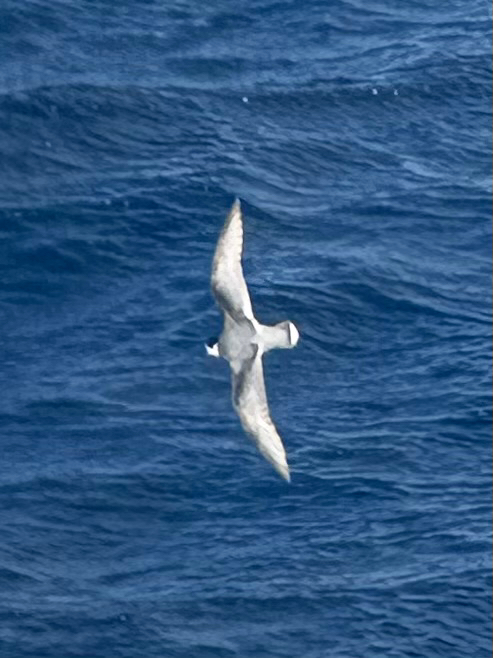 Blue Petrel (Halobaena caerulea), photo 9