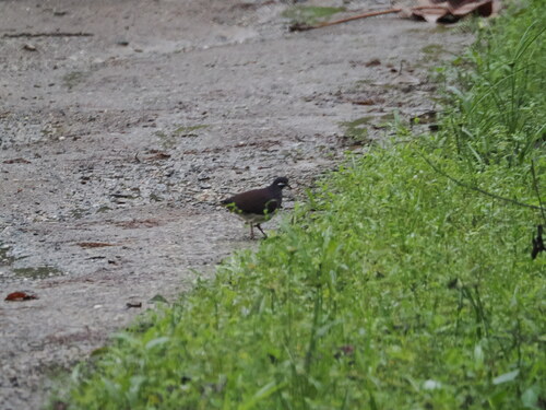 Purple Quail-Dove (Geotrygon purpurata), photo 3