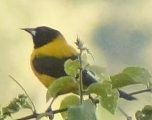 Audubon's Oriole (Icterus graduacauda), photo 2