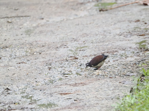 Purple Quail-Dove (Geotrygon purpurata), photo 5