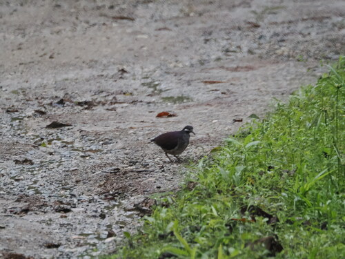 Purple Quail-Dove (Geotrygon purpurata), photo 4