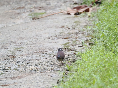Purple Quail-Dove (Geotrygon purpurata), photo 6