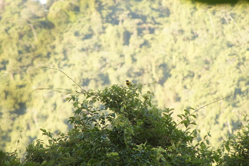 Audubon's Oriole (Icterus graduacauda), photo 3