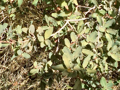 Quercus oblongifolia