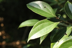 Cryptocarya chinensis, photograph author not stated, no rights reserved
