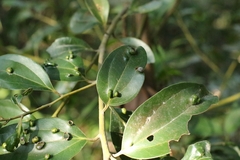Cryptocarya chinensis, photograph author not stated, no rights reserved