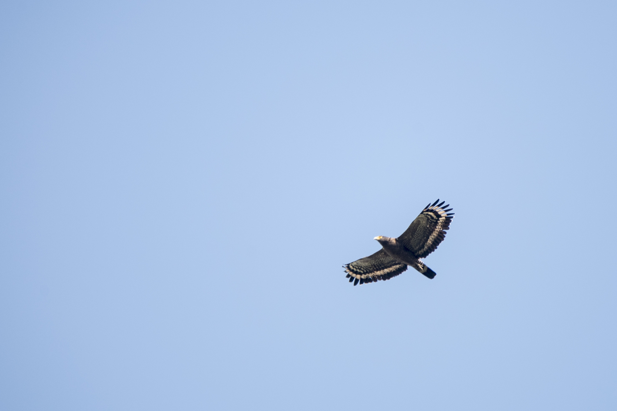 Crested Serpent Eagle (Spilornis cheela), photo 4