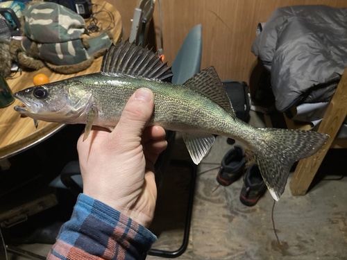 Blue pike (Sander vitreus) — Percidae — 3