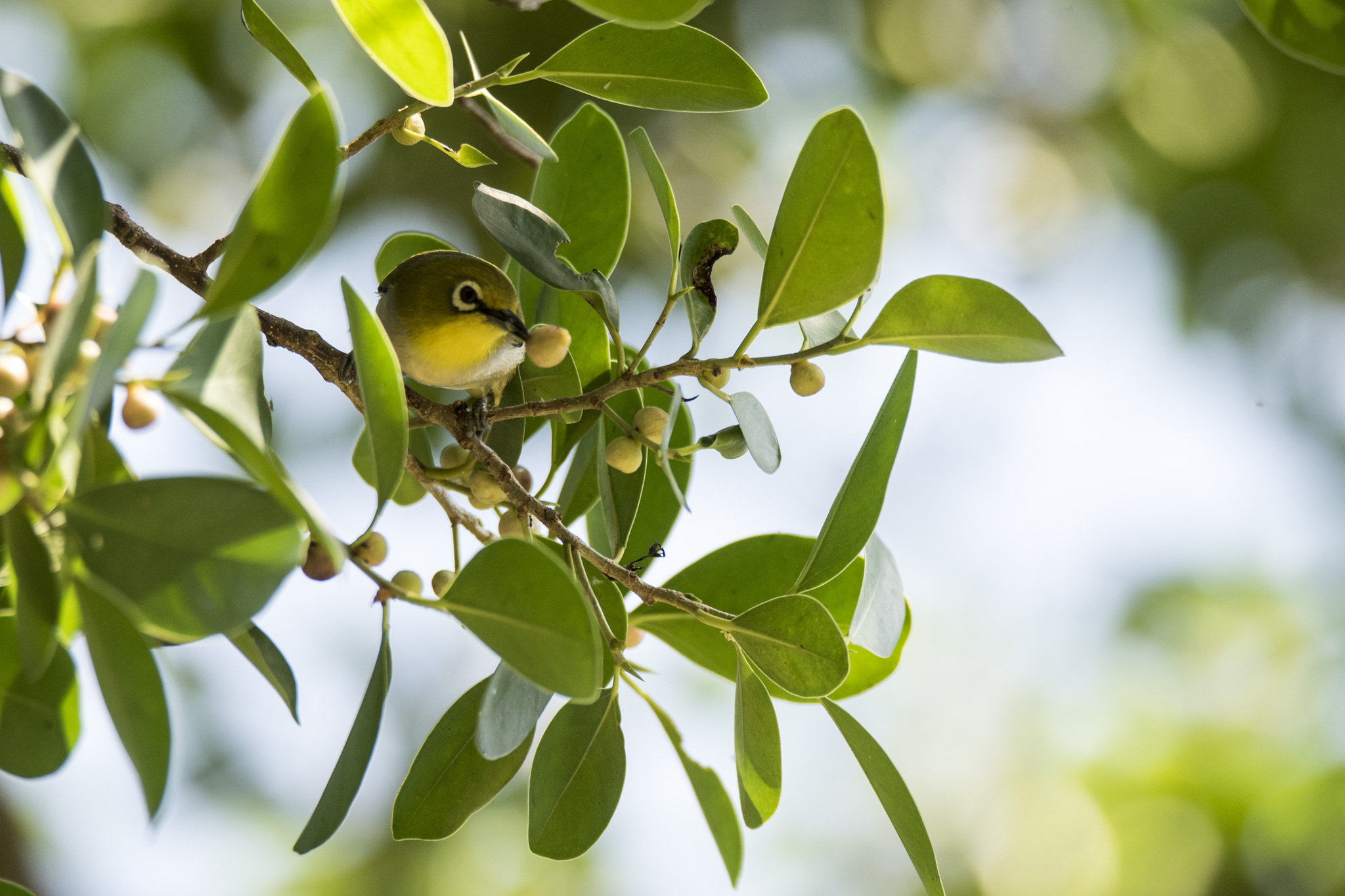 Swinhoe's White-eye (Zosterops simplex), photo 5