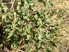 Quercus oblongifolia