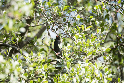 Black Bulbul (Hypsipetes leucocephalus), photo 3
