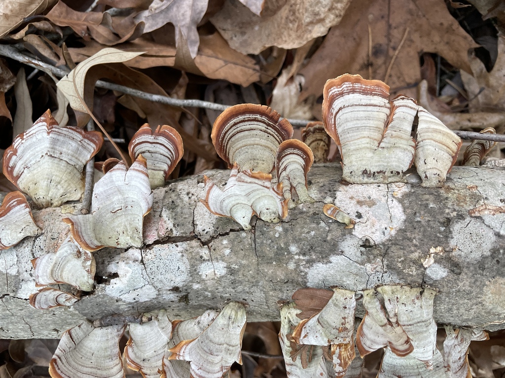 Stereum lobatum · January 2026 · photo: © naturengers (iNaturalist, cc-by)