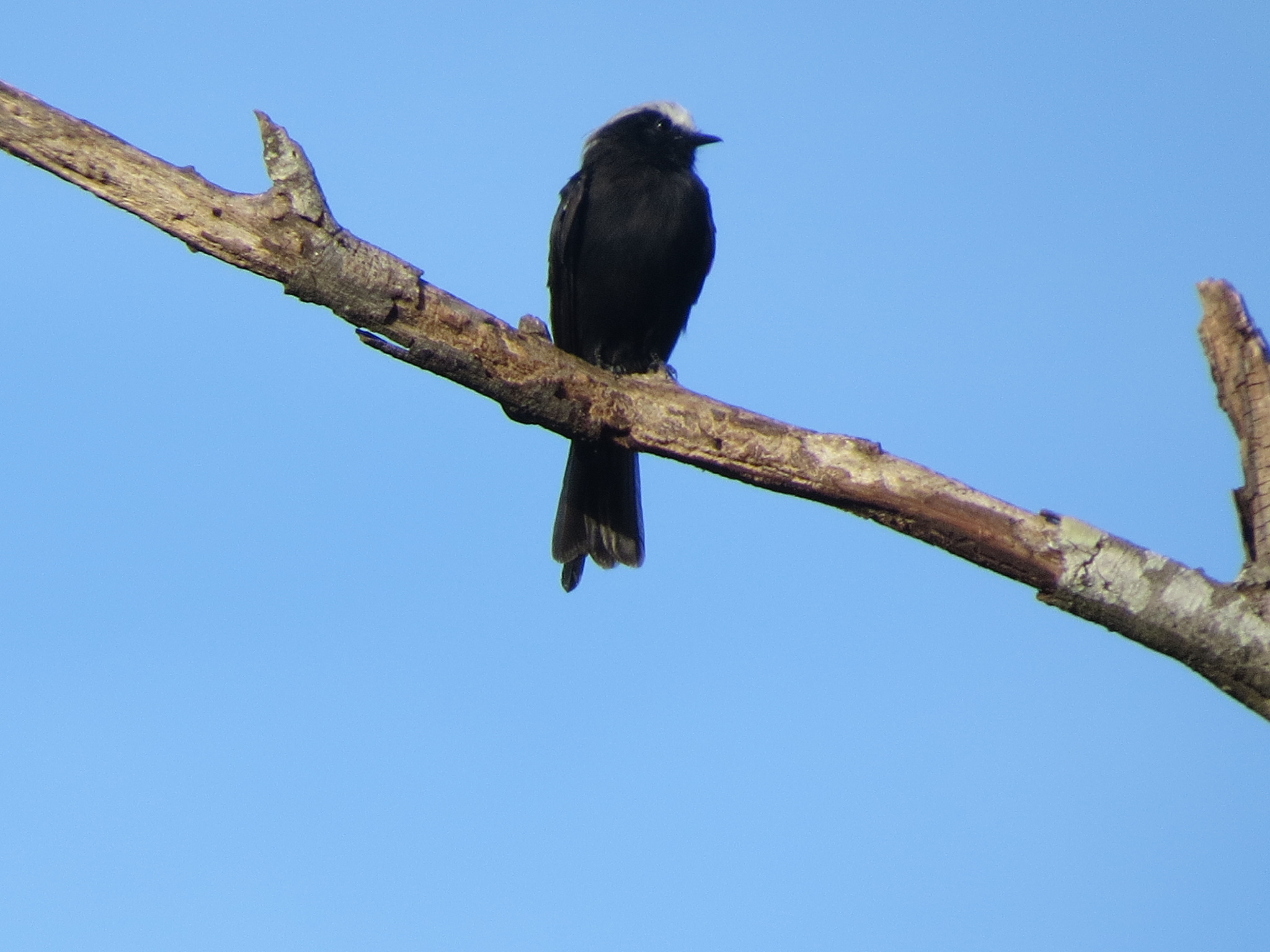 Long-tailed Tyrant (Colonia colonus), photo 3