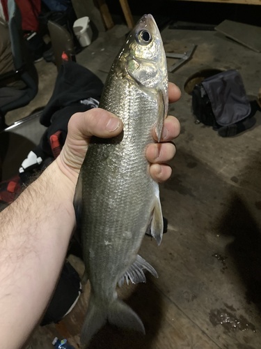 Chub (Coregonus artedi) — Salmonidae