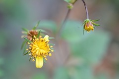 Bidens ostruthioides