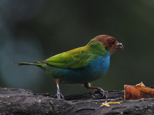 Bay-headed Tanager (Tangara gyrola), photo 10