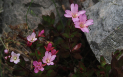 Epilobium glabellum