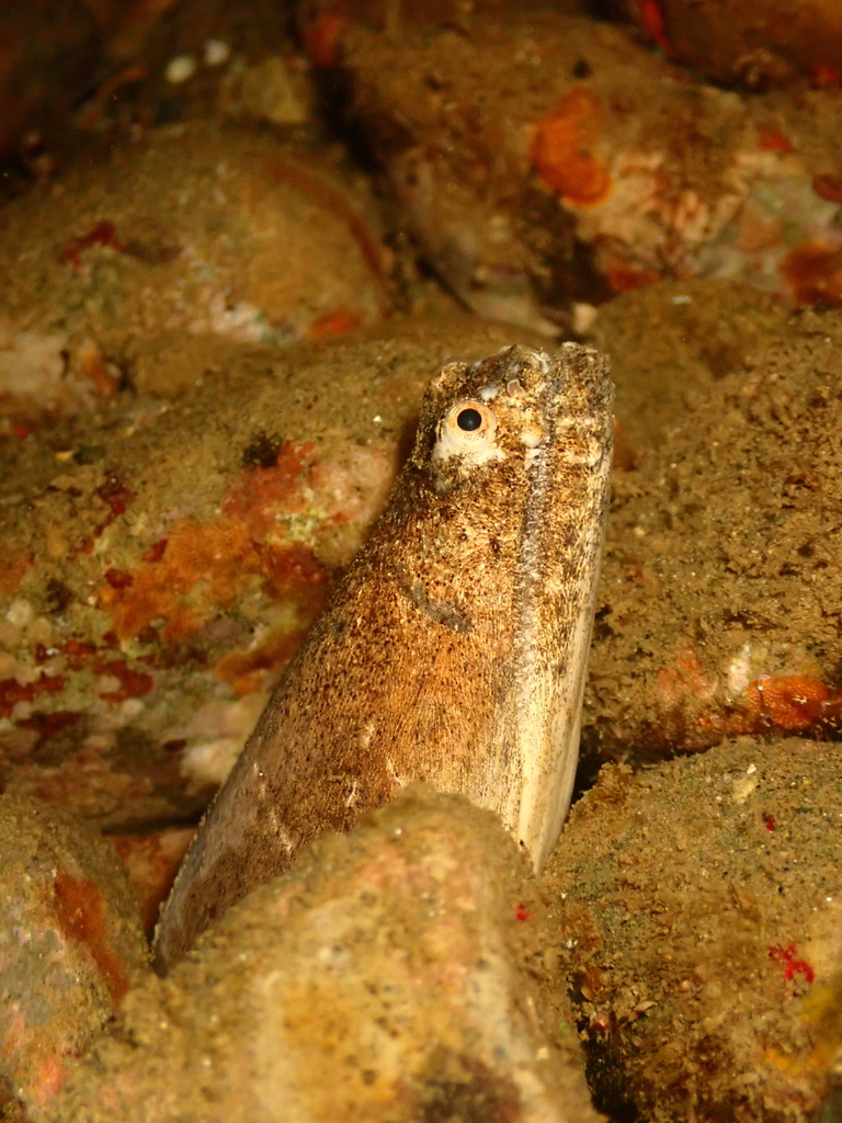 Crocodile snake eel (Brachysomophis crocodilinus) — Ophichthidae
