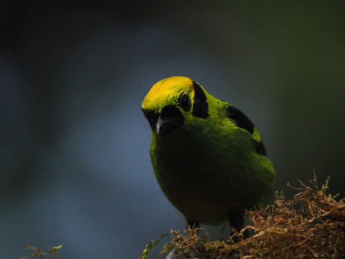 Emerald Tanager (Tangara florida), photo 5