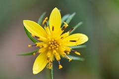 Bidens ostruthioides