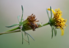 Bidens ostruthioides