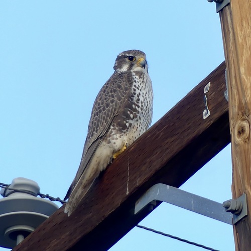 Prairie Falcon (Falco mexicanus), photo 5
