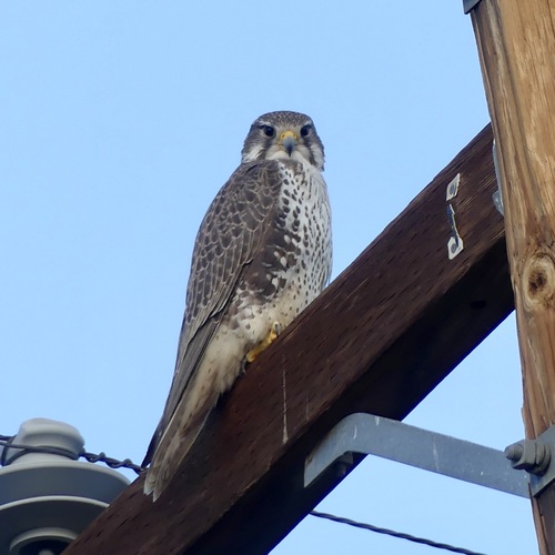 Prairie Falcon (Falco mexicanus), photo 6
