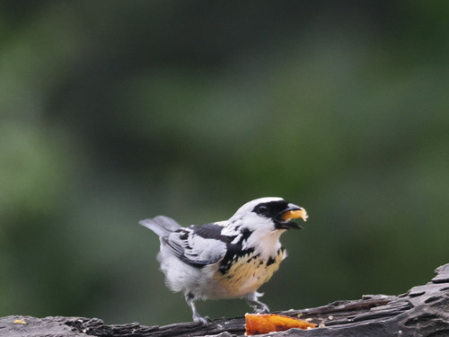 Grey-and-gold Tanager (Poecilostreptus palmeri), photo 8