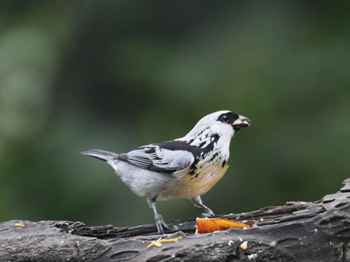 Grey-and-gold Tanager (Poecilostreptus palmeri), photo 9