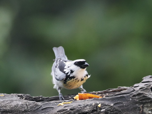 Grey-and-gold Tanager (Poecilostreptus palmeri), photo 10