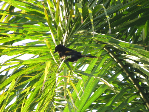 Epaulet Oriole (Icterus cayanensis), photo 3