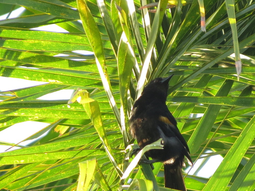 Epaulet Oriole (Icterus cayanensis), photo 4