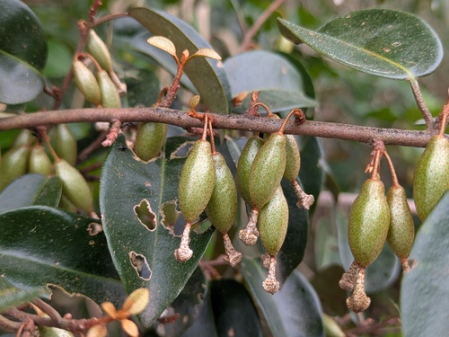 Elaeagnus glabra iNat (3)