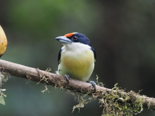 Orange-fronted Barbet (Capito squamatus), photo 7