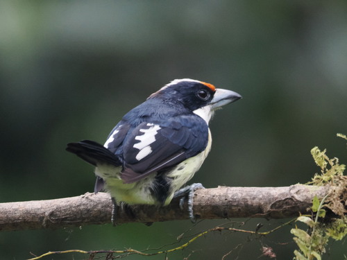 Orange-fronted Barbet (Capito squamatus), photo 2
