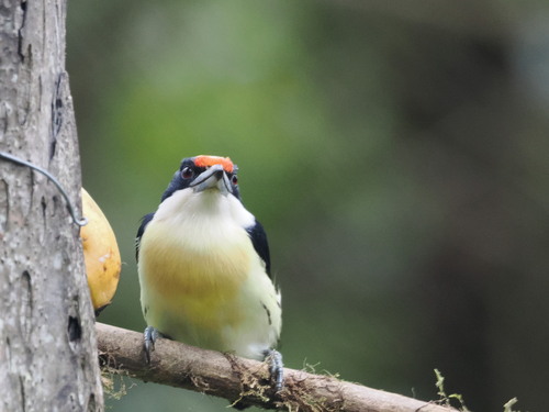 Orange-fronted Barbet (Capito squamatus), photo 5