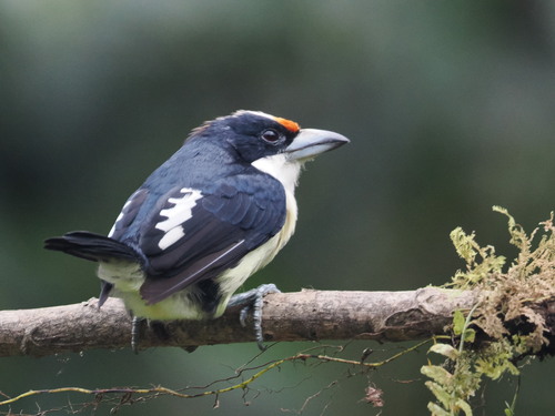 Orange-fronted Barbet (Capito squamatus), photo 4