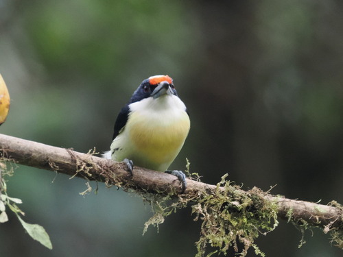 Orange-fronted Barbet (Capito squamatus), photo 6