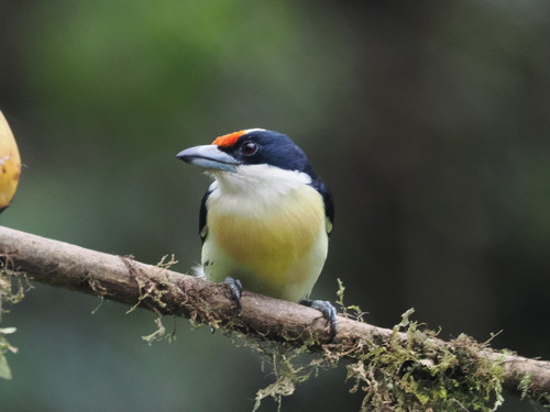 Orange-fronted Barbet (Capito squamatus), photo 7