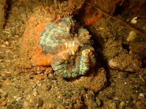 Trachyphyllia geoffroyi