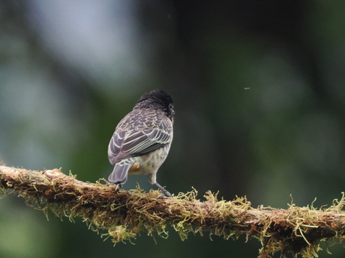 Rufous-throated Tanager (Ixothraupis rufigula), photo 5