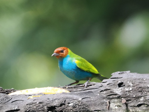 Bay-headed Tanager (Tangara gyrola), photo 9