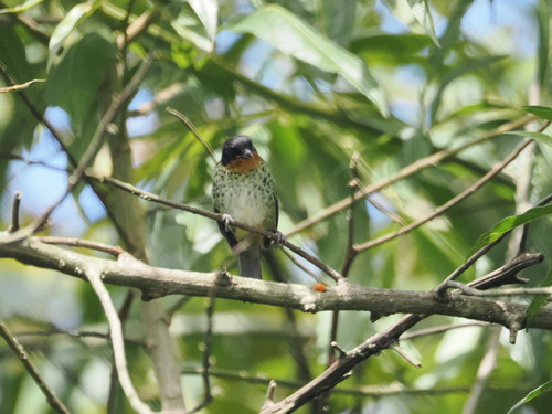 Rufous-throated Tanager (Ixothraupis rufigula), photo 2