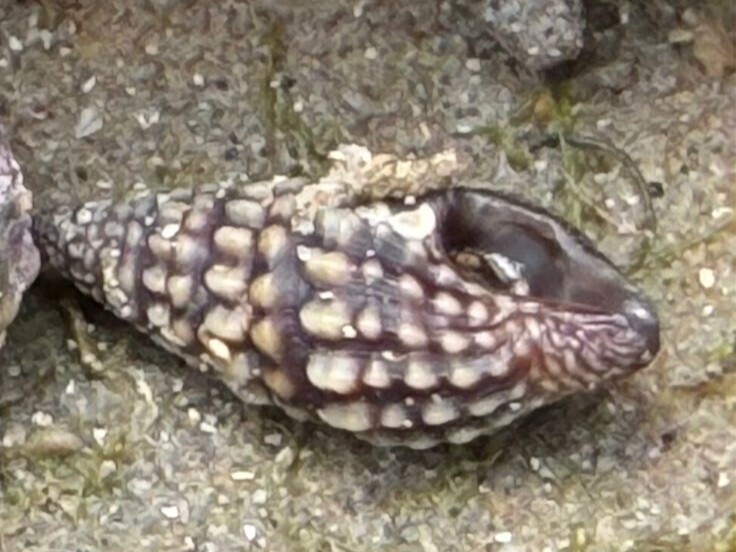 Pilsbryspira zebroides